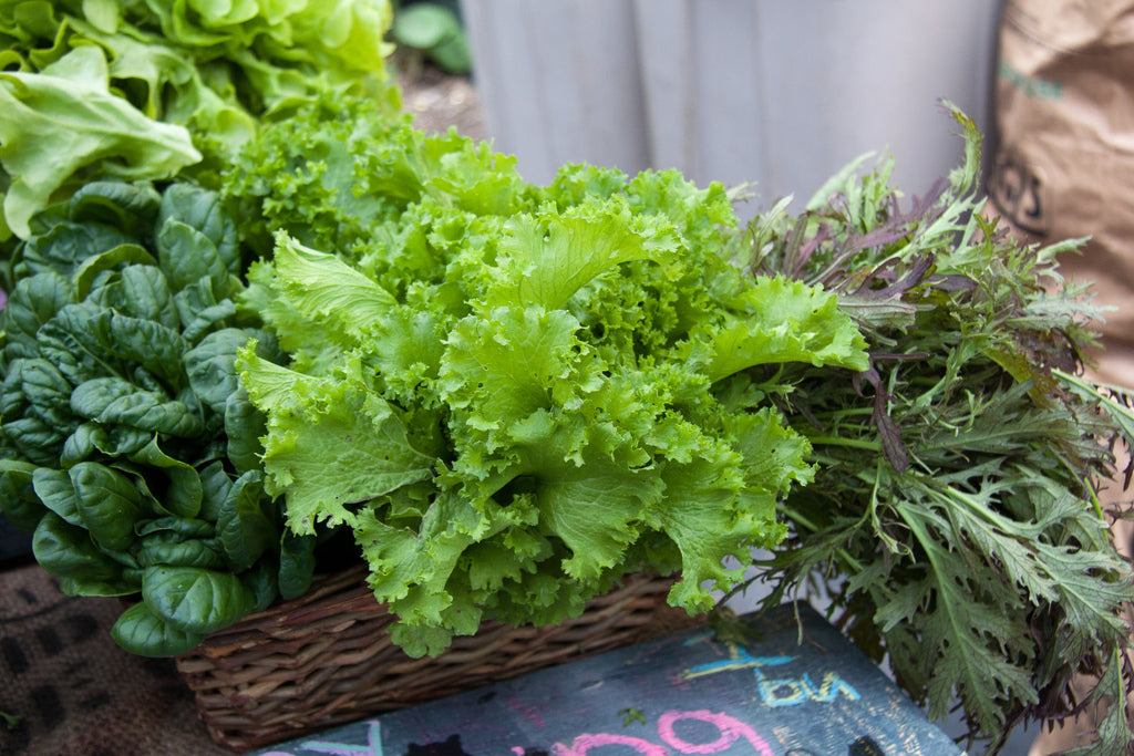 Why Are Leafy Greens SO Good for You? Read to Find Out! Farmview Market