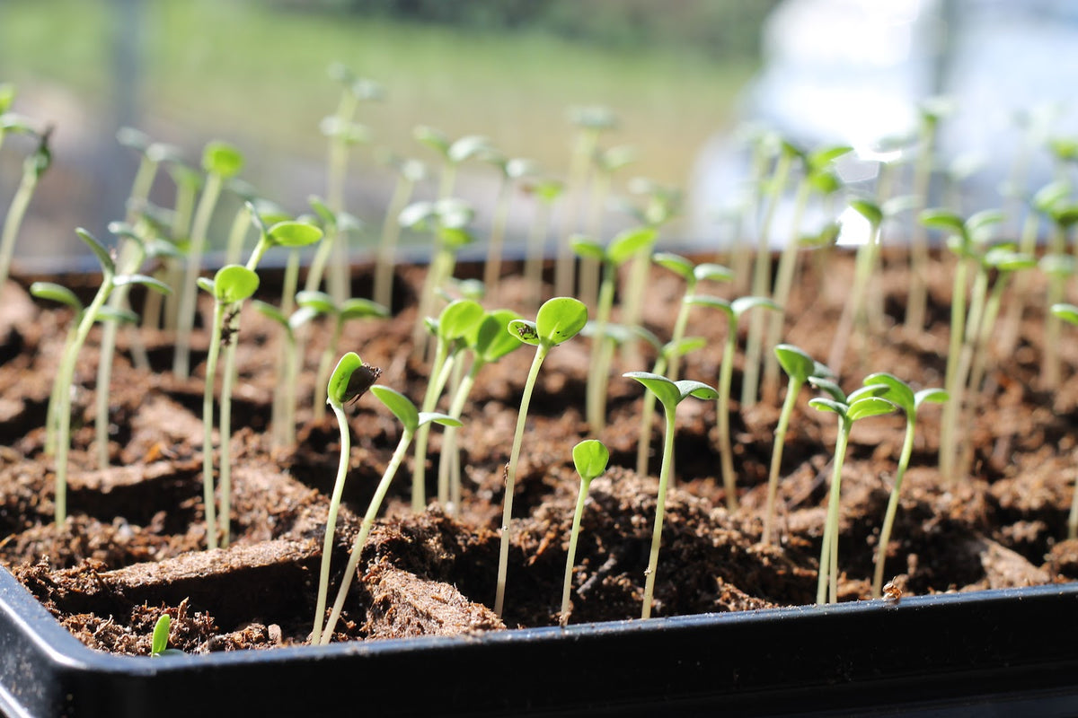 From the Farm: The Keys to Starting Seeds in Spring – Farmview Market